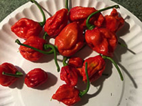 Carolina Reaper superhot